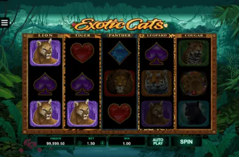 Exotic Cats slot game