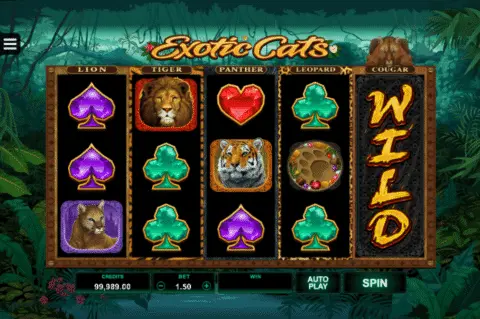 play Exotic Cats slot